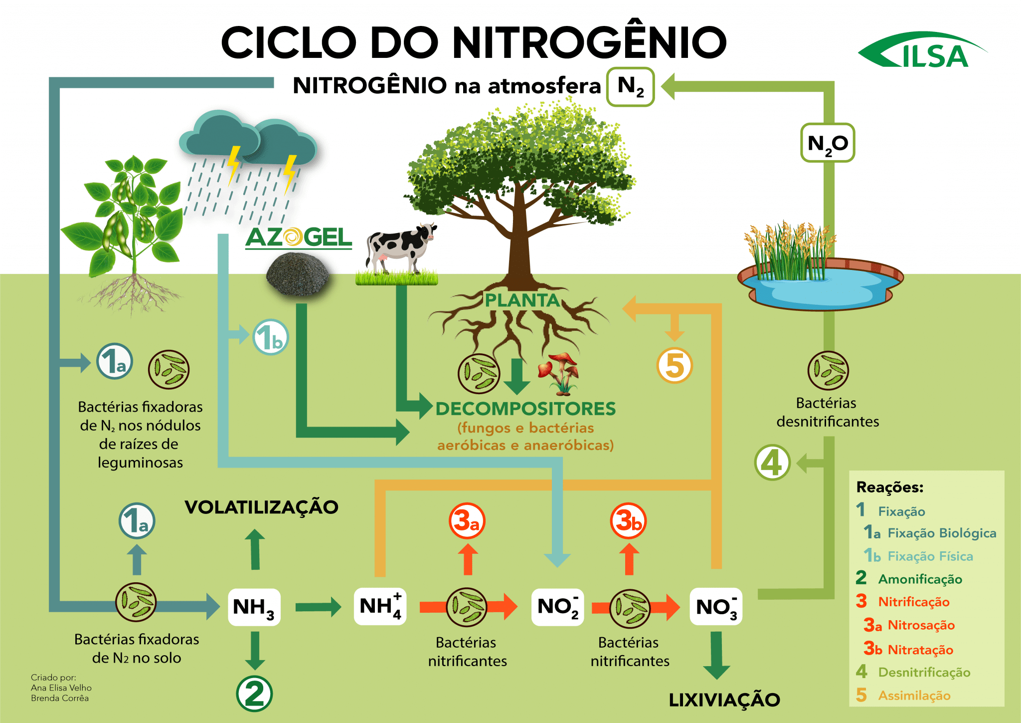 Ciclo do nitrogênio e suas reações Ilsa Indústria de Fertilizantes