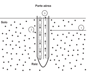 Figura 1 - Apresentação esquemática do movimento de micronutrientes para a superfície das raízes de plantas cultivadas em solo por meio de fluxo de massa (1) e difusão (2) e o transporte das raízes para as brotações principalmente por intermédio do xilema (3). Fonte: MARSCHNER (1995).