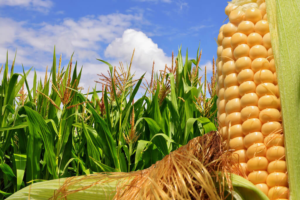 Absorção e distribuição dos micronutrientes pelas plantas