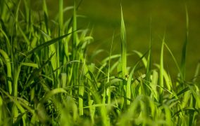 Closeup picture of beautiful green sedge on bog in spring or summer with red ladybug on stem.