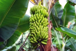 banana bunch at the banana plantation platano of Tenerife, Canary islands