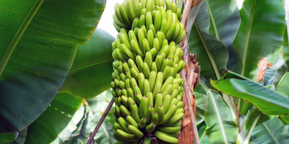 banana bunch at the banana plantation platano of Tenerife, Canary islands
