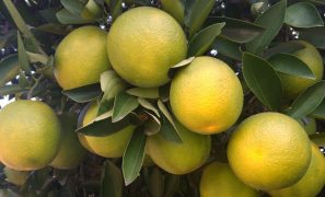 Blog Potassio