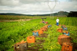 Paradigmas da agricultura e o uso de fertilizantes orgânicos