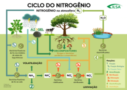 Ciclo do Nitrogênio AEVBC
