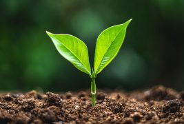 close-up-de-plantas-que-crescem-no-campo