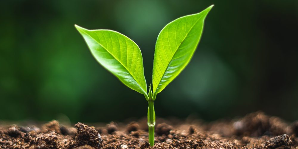 close-up-de-plantas-que-crescem-no-campo