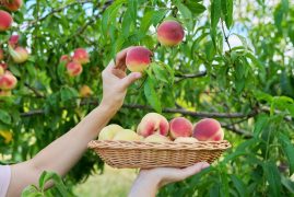 Close-up of female hand picking ripe peaches from tree into basket.
