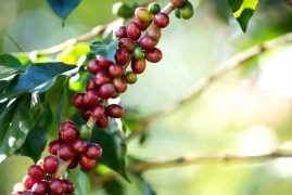 Coffee bean berry ripening on coffee farm