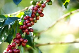 Coffee bean berry ripening on coffee farm