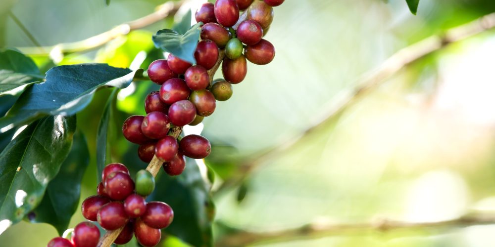Coffee bean berry ripening on coffee farm