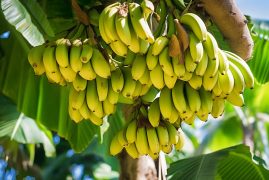 delicious-bananas-nature (2)
