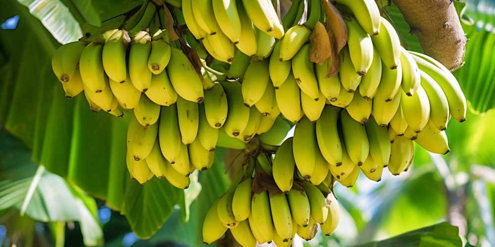 delicious-bananas-nature (2)