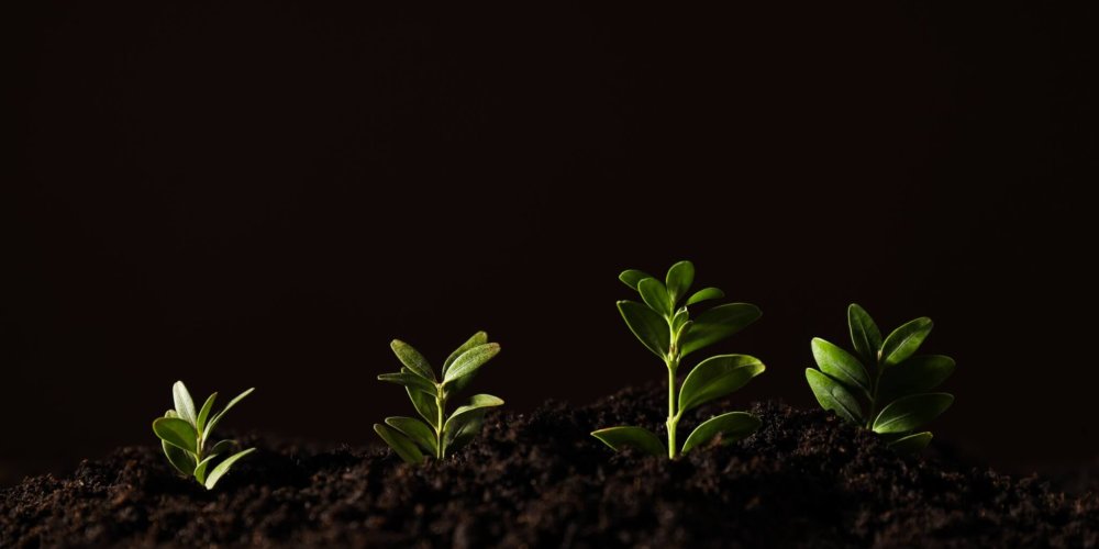 Earth Day, Environment and Eco concept, space for text
