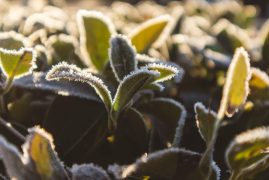 A selective focus shot of a green plant in a field during springtime