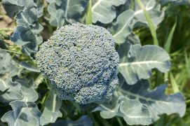 Green fresh natural organic broccoli field agriculture.