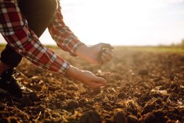 Hand of expert farmer collect soil and checking soil health before growth a seed of vegetable.