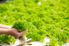 Hydroponics system, planting vegetables and herbs without using soil for health, Modern food and agricultural design concepts.