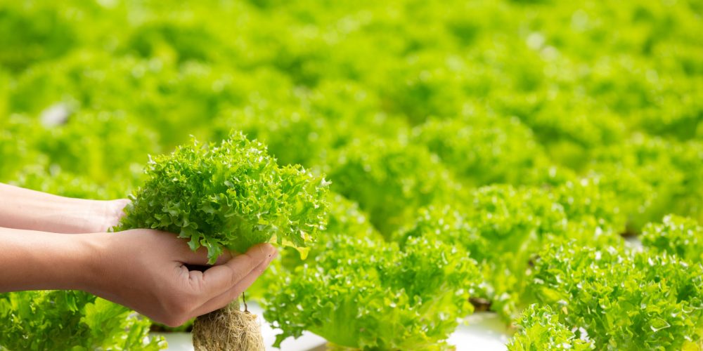 Hydroponics system, planting vegetables and herbs without using soil for health, Modern food and agricultural design concepts.