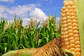 Absorção e distribuição dos micronutrientes pelas plantas