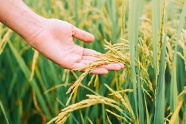 Manejo de adubação para a cultura do Arroz e soluções ILSA para aumento de produtividade