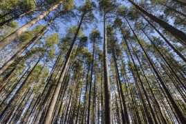 low-angle-view-trees-against-sky