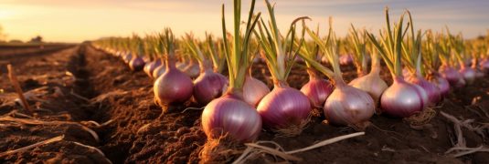 Onions on ground in the farm.