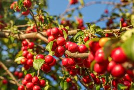 Red Mirabelle Plums / Prunes (Prunus domestica syriaca) growing on tree branches, lit by afternoon sun.