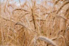 A selective focus shot of wheat crops on the field with a blurred background