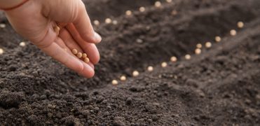 Sow the seeds in the garden into the soil. Selective focus. People.