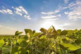 Soybean field in a sunny day. Agricultural scene.