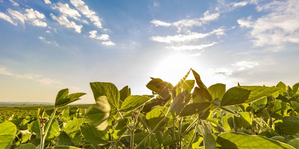 Soybean field in a sunny day. Agricultural scene.