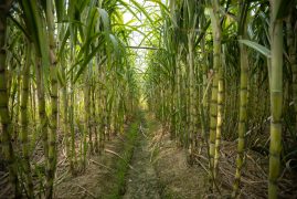 Sugarcane field with plants growing