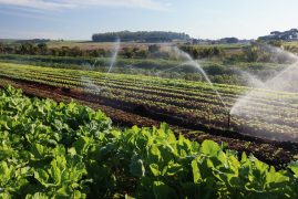 variety vegetable plants in growth at vegetable garden