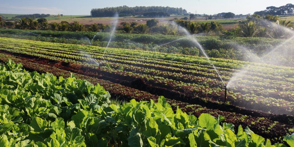 variety vegetable plants in growth at vegetable garden