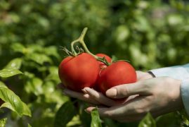 woman-working-alone-sustainable-greenhouse
