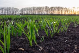 Young sprouts of germinating grain of wheat or barley. Rows of sprouted grain in the field